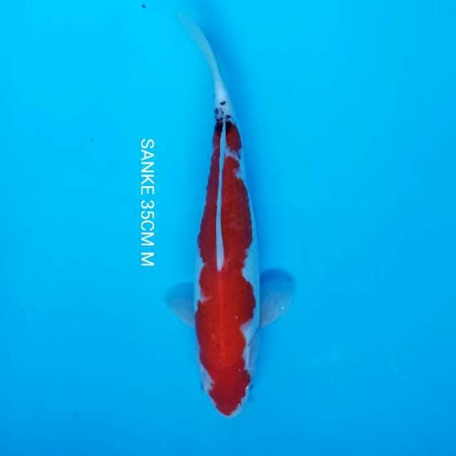 SHOWA 35CM F1 MALE