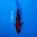 SHOWA 35CM F1 MALE