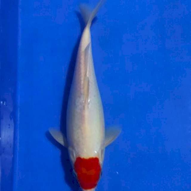 Tancho22cm