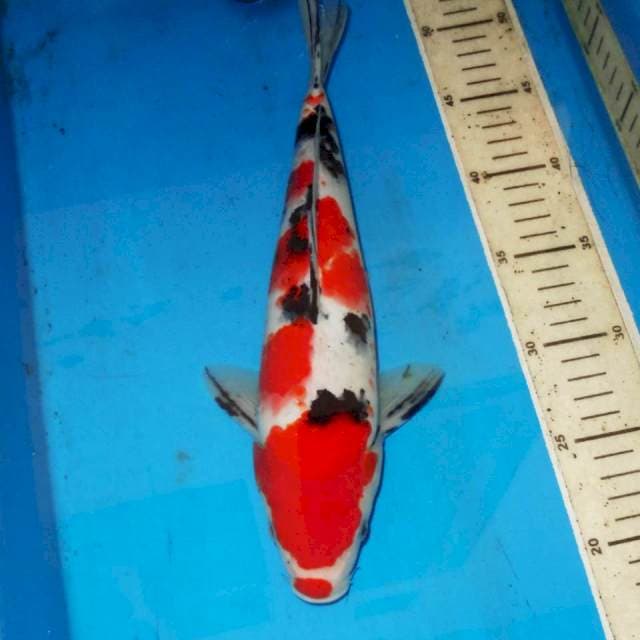 KUCIBENI SANKE BAGUS 32cm