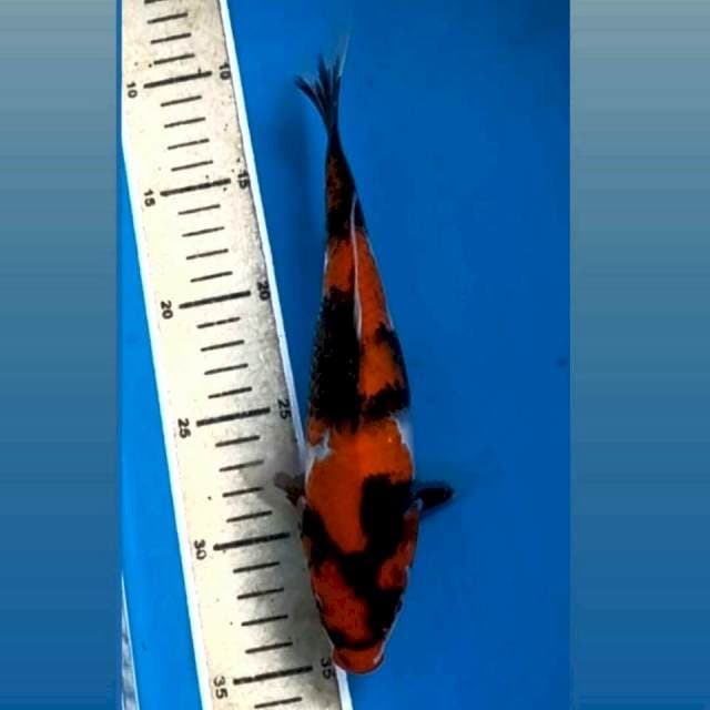 Showa, 24 cm