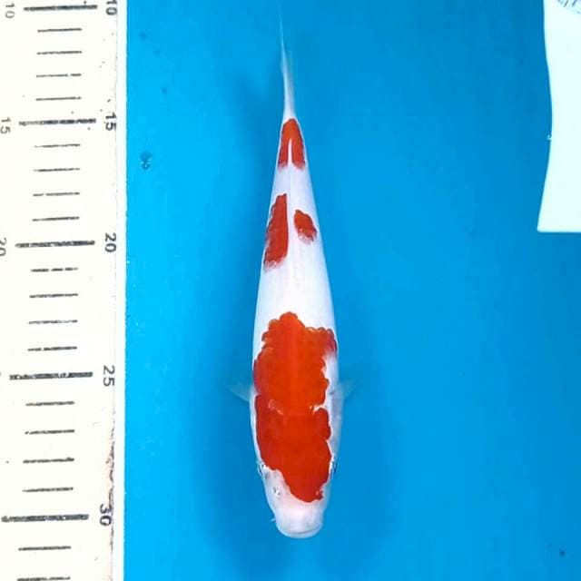 Kohaku, 18 cm