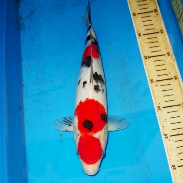 SANKE TSUBOSUMI 33cm