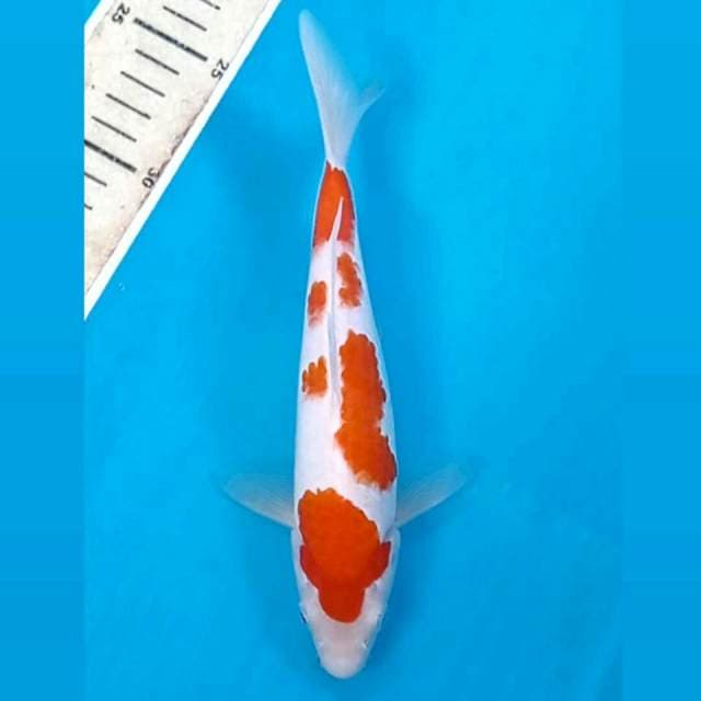 Kohaku, 21 cm