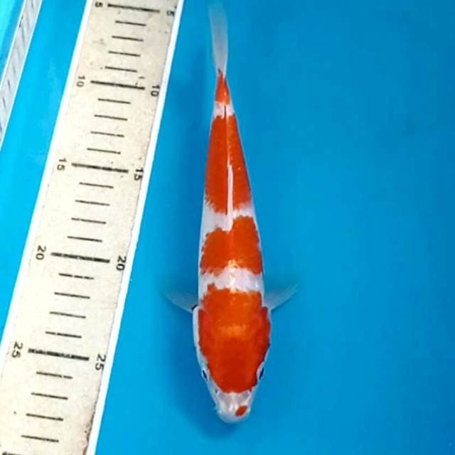 Kohaku, 20 cm