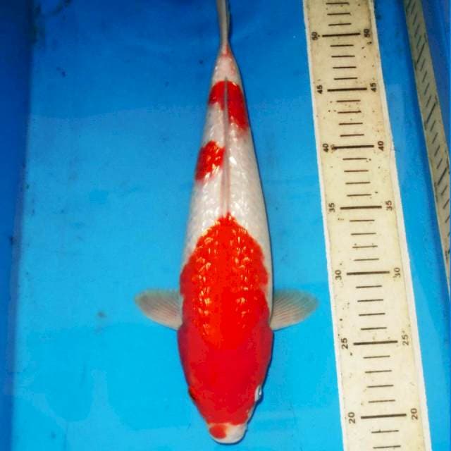 KINGINRIN KOHAKU 35cm