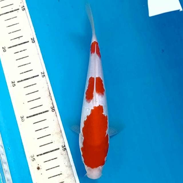 Kohaku, 22 cm