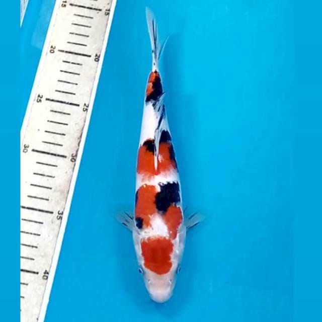 Sanke, 24 cm
