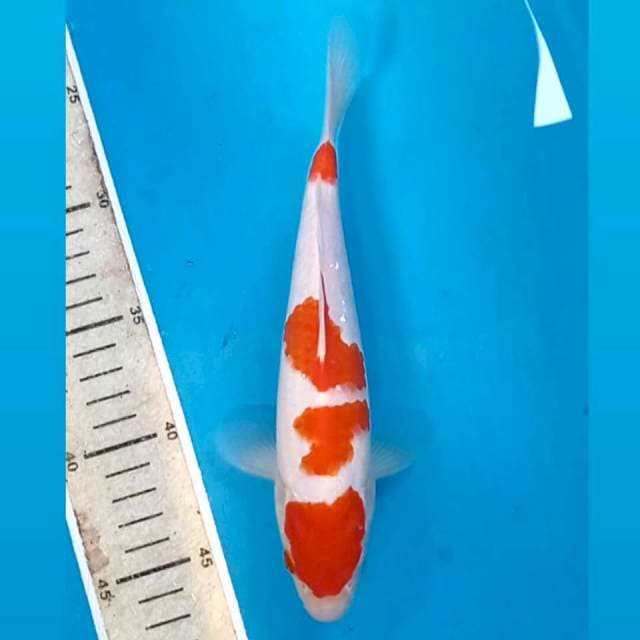 Kohaku, 21 cm