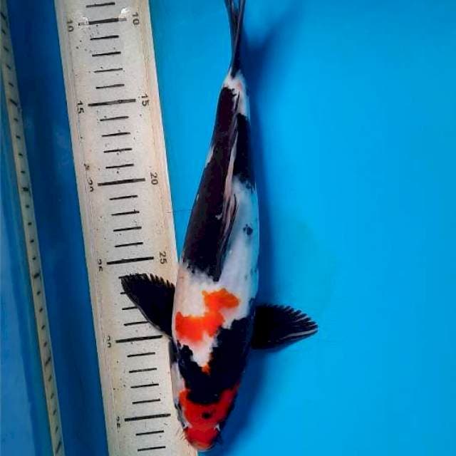 Showa 29cm