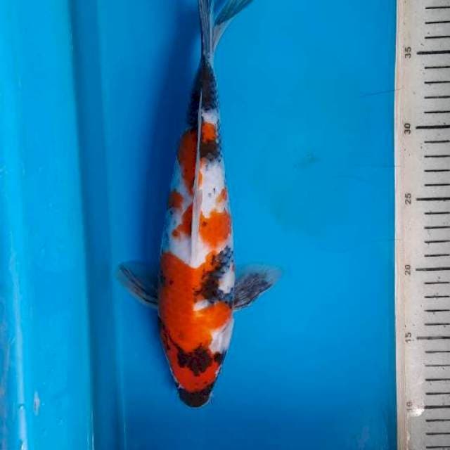 Showa 30cm 