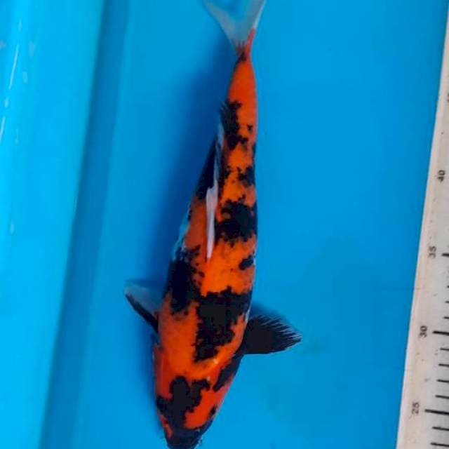 Hi showa 31cm 