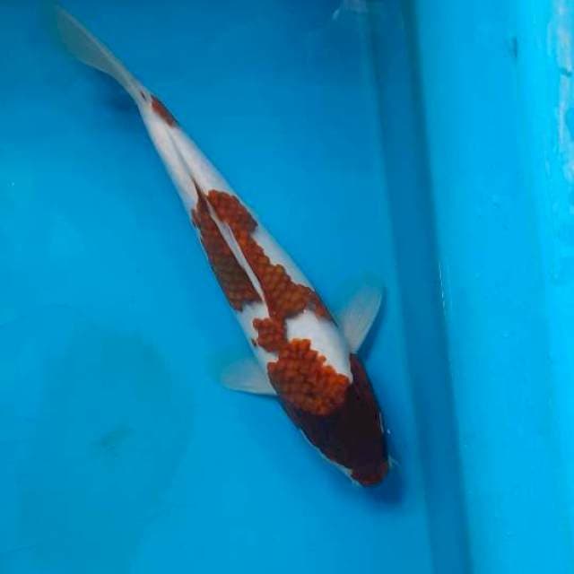 Ai goromo 26cm