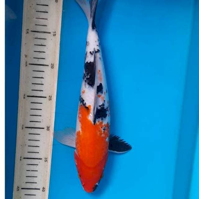 Showa 32cm 