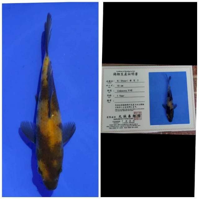 Marusei Ki Utsuri
