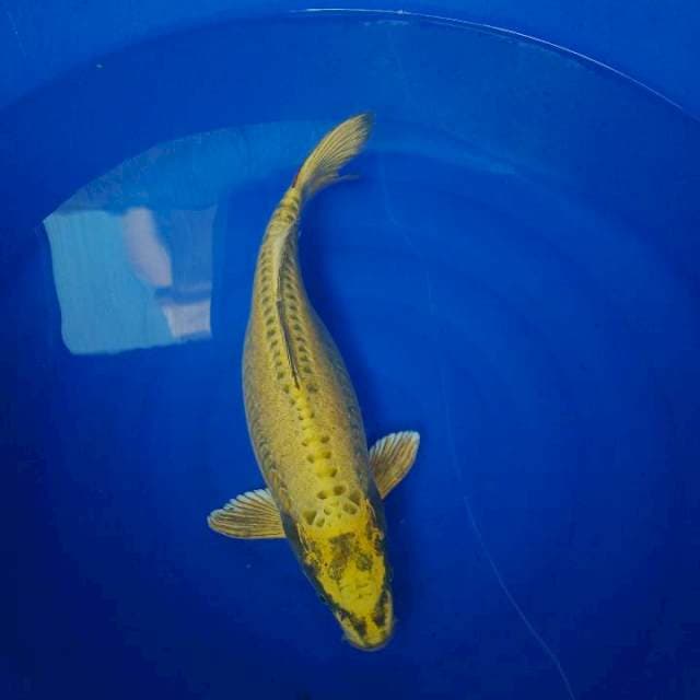 GOLD MUKASI siap pijah 49cm
