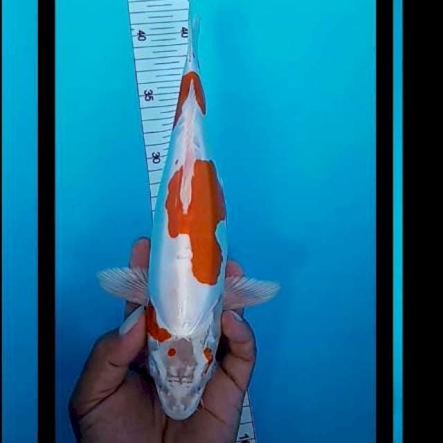 Kikusui 28 cm