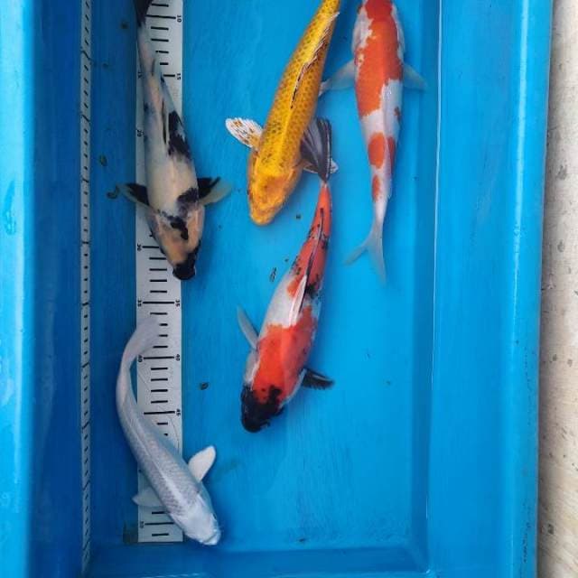 Paket mix