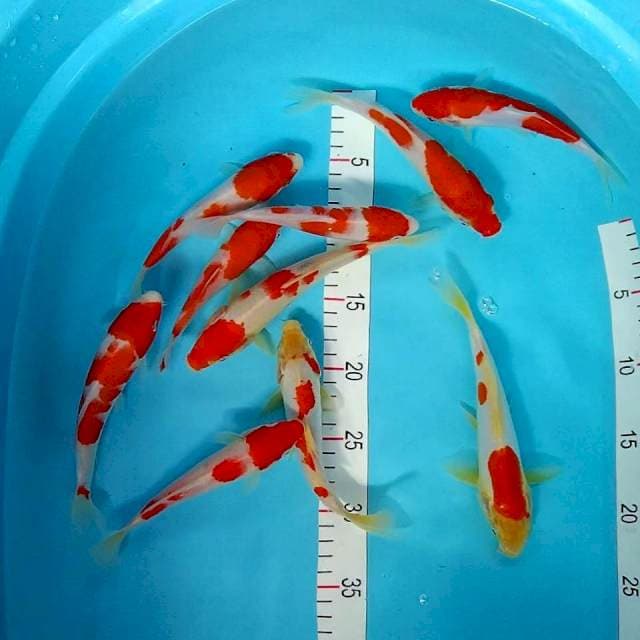 Paket kohaku 10 ekor @
