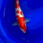 Kohaku 1
