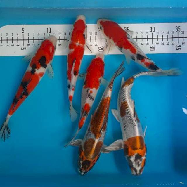 Mix 6 ek , 20-25cm