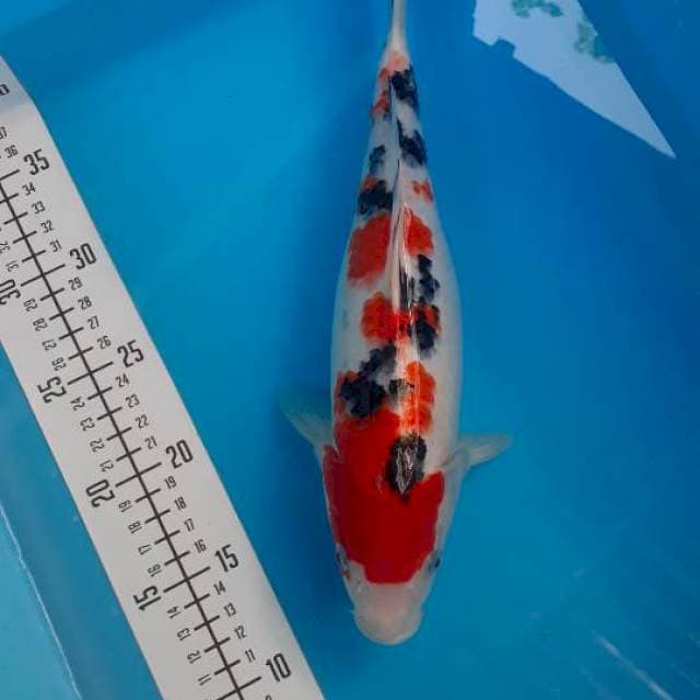 Sanke 31cm
