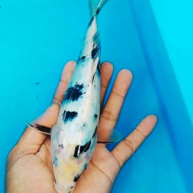 Shiro 23cm