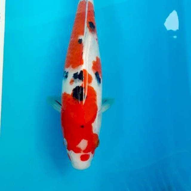 Sanke 30cm