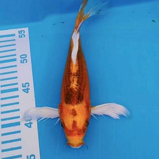 Kumpay MATsuba 26cm