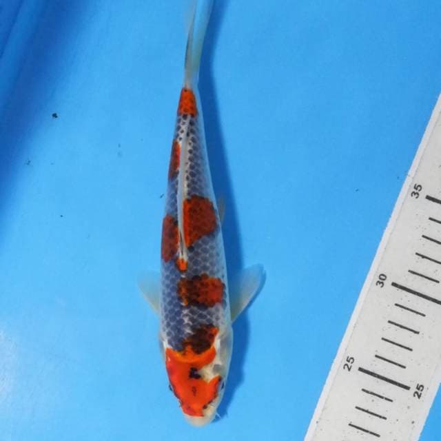 Goshiki 23