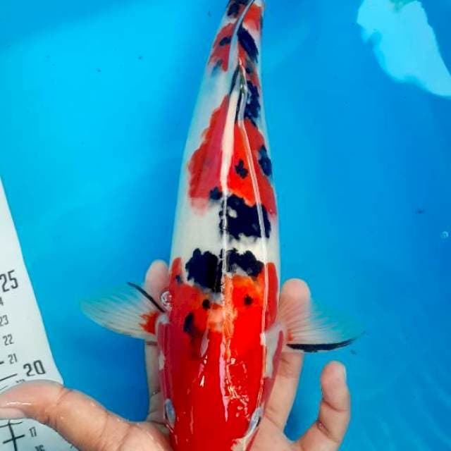 Sanke 32cm