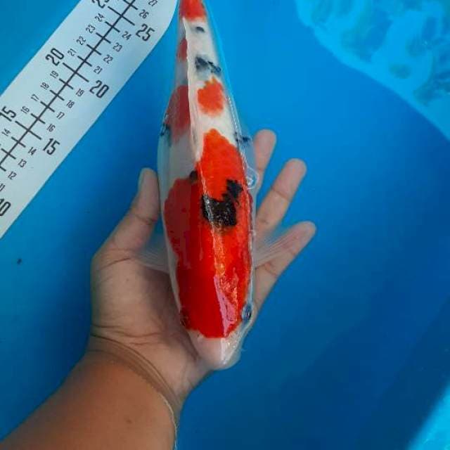 27cm