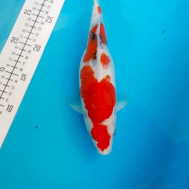Sanke gendong telur 26cm