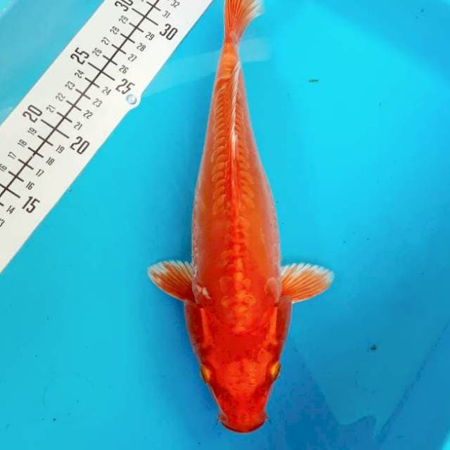 32cm