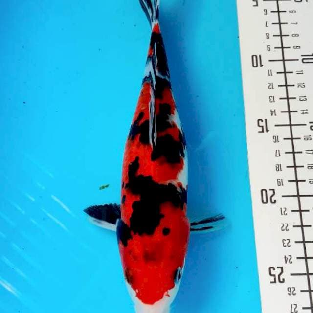 25cm