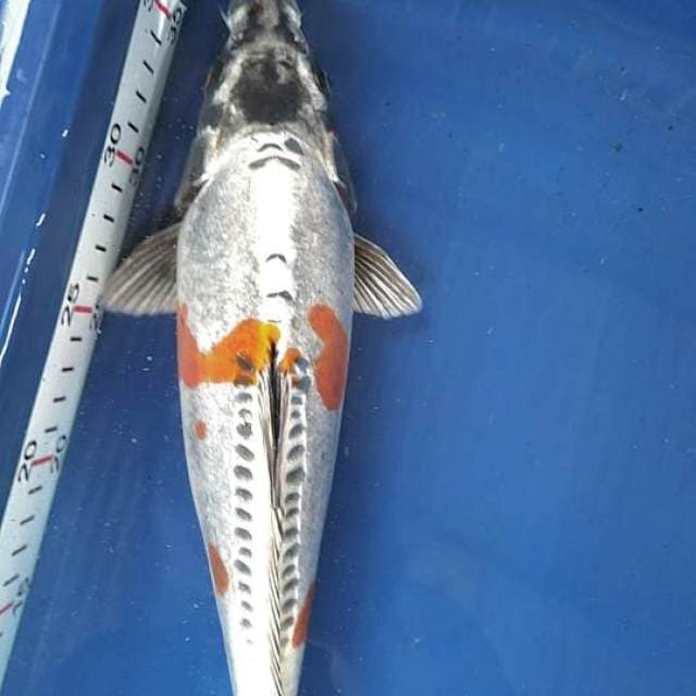 KIKOKURYU 30cm
