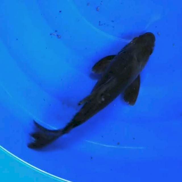 KARASU 25cm