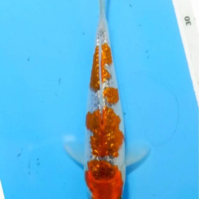 Goshiki Ginrin 20 cm