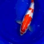 Kohaku 2