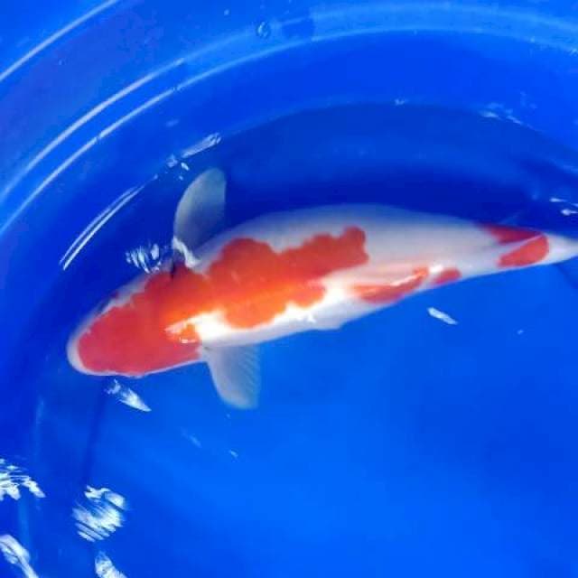 Kohaku 3