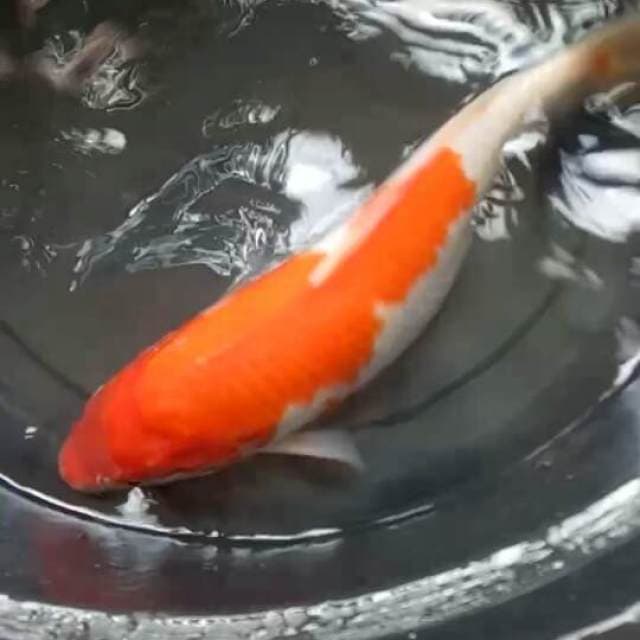 Kohaku jumbo punuk 40up