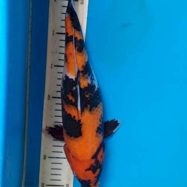 Hi showa 34cm