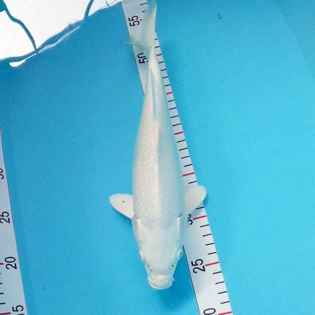 Platinum 30cm