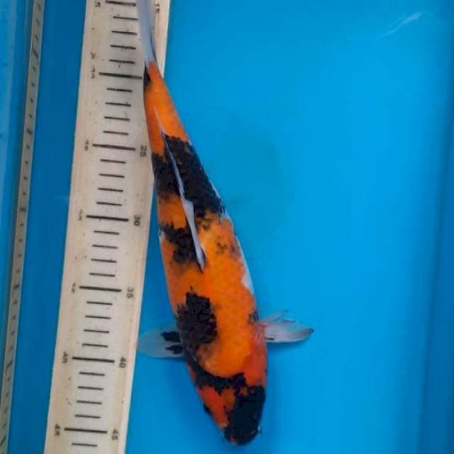 Hi showa 32cm Nb sirip robek 