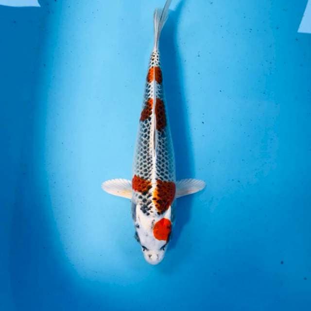 Kujaku, 28 cm