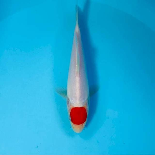 Tancho Kohaku, 20 cm