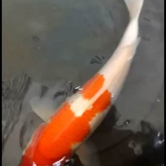 Kohaku jumbo punuk 40up