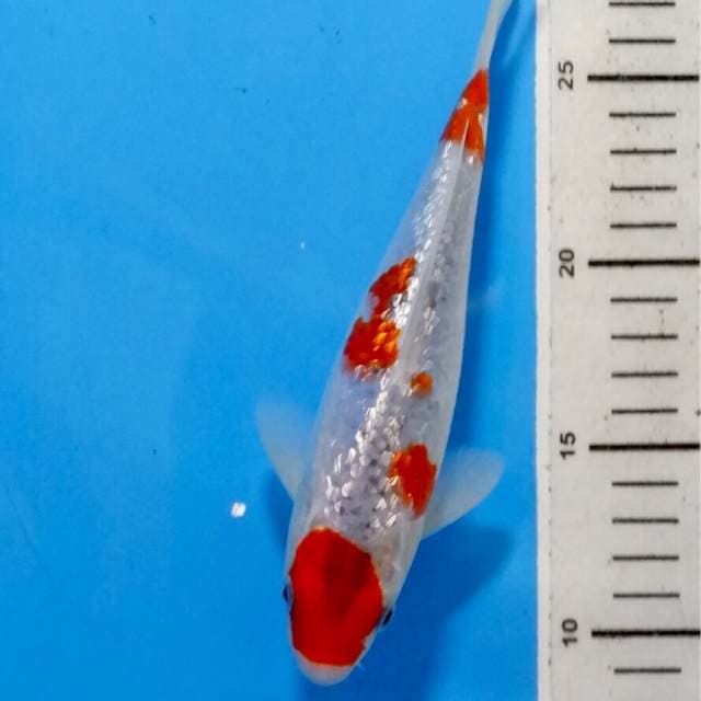Goshiki full ginrin 21 cm