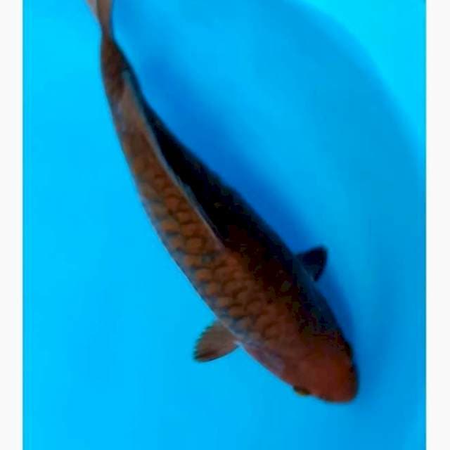 Chagoi