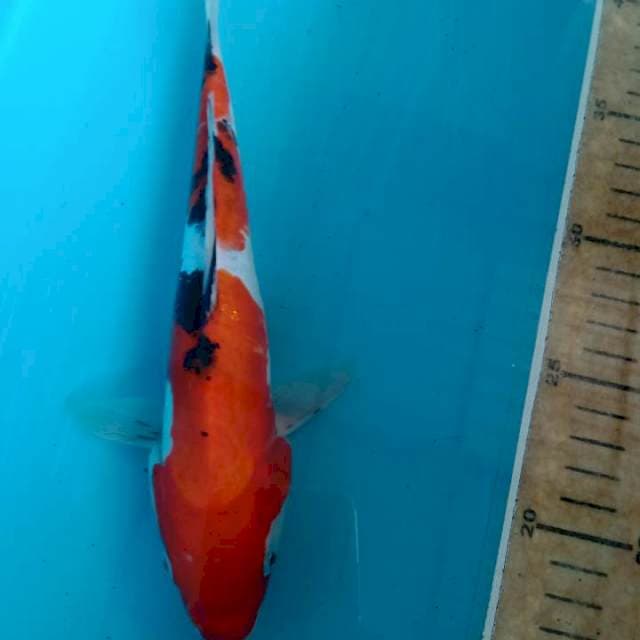Sanke doit 24 cm